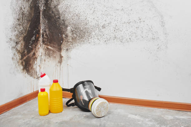 Best Basement Mold Remediation in Guntersville, AL