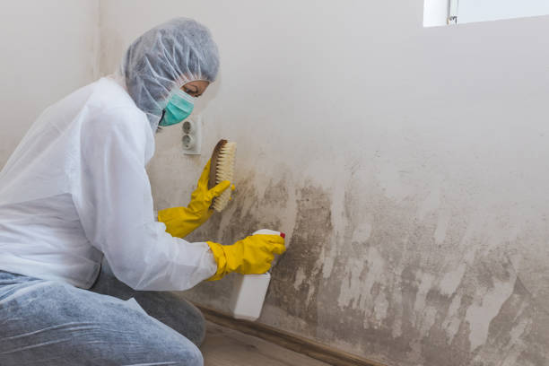 Best White Mold Remediation in Guntersville, AL