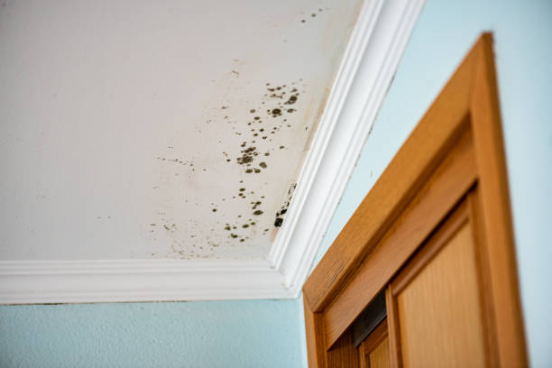 Best HVAC Mold Remediation in Guntersville, AL