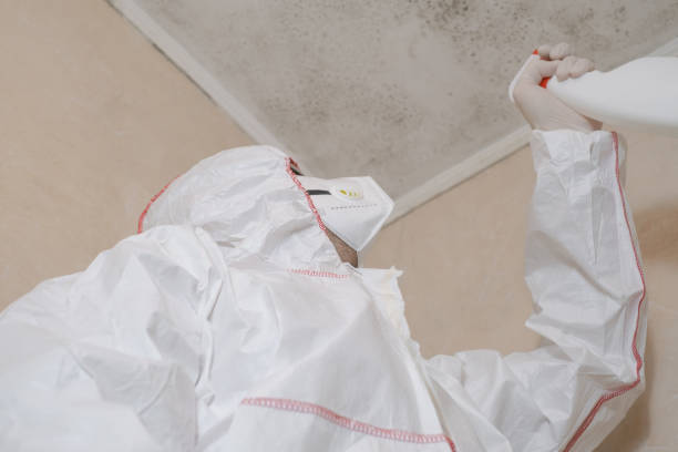 Best Attic Mold Remediation in Guntersville, AL