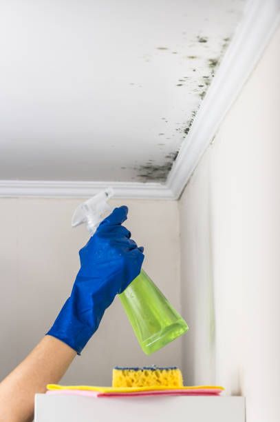 Best Mold Remediation for Specific Building Types in Guntersville, AL